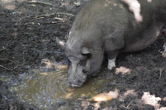 杜兰特更是 杜兰特更是